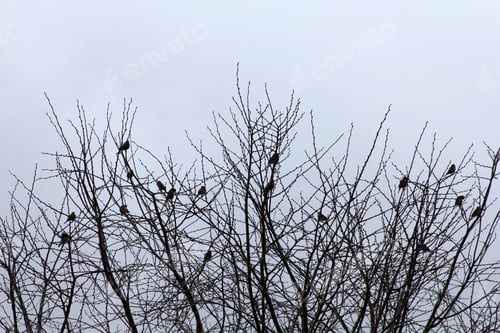 Preview: Silhouette Of Birds In Winter Tree - Photograph Of Many Birds In A Bare Tree Top With An Overcast