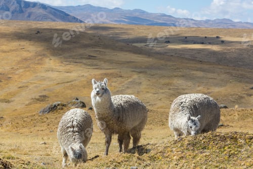 Preview: Alpaca