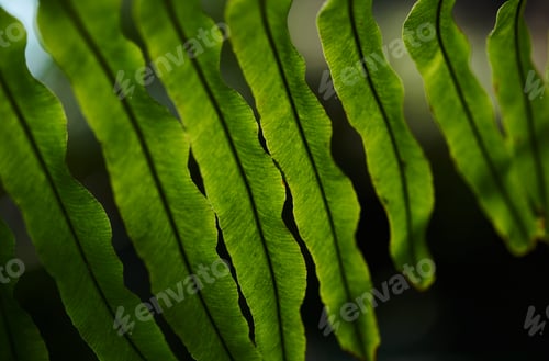 Preview: Close-up view of green leaf and light