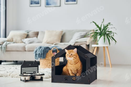 Preview: Cute cat is in pet booth that indoors in the modern domestic room