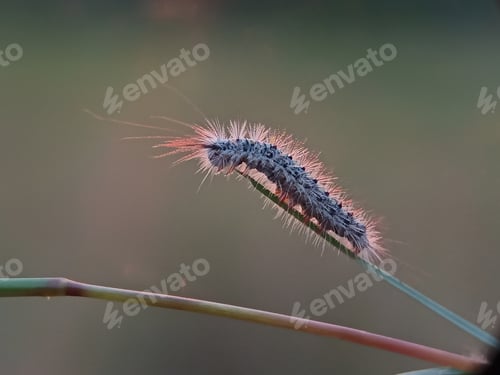 Preview: Insect