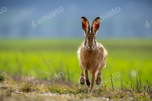 Preview: Fluffy brown hare in a lush green field
