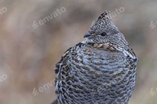 Preview: Solitary Northern Hazelhen (Tetrastes bonasia) perched on a tree branch