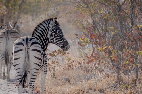 Preview: Zebras in their natural habitat with autumn foliage.