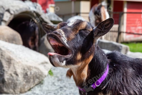 Preview: Goat in a Farm