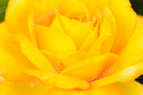 Preview: Roses