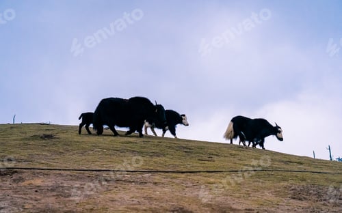 Preview: Yak grazing on Grassland on hill