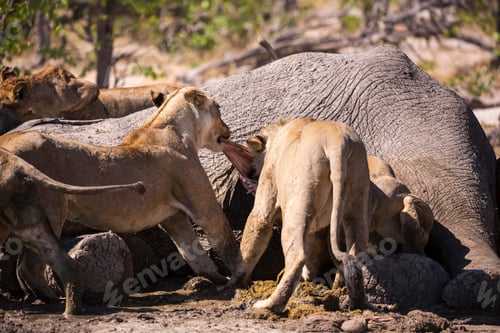 Preview: A group of female lions feeding on a dead elephant, Moremi Game Reserve, Botswana