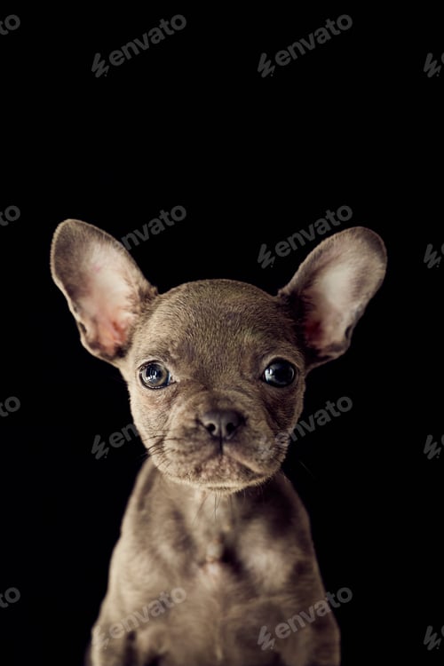 Preview: Adorable Close-Up of French Bulldog Puppy on Black Background