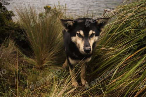 Preview: Cute Puppy in the Mountain Lake. Portrait of a beautiful wild dog