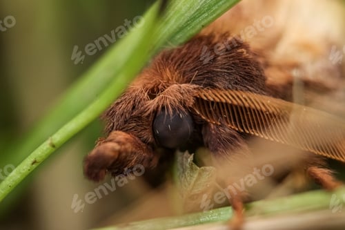 Preview: Macro picture of night butterfly in the grass