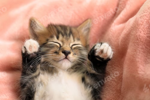 Preview: Cute little striped kitten on pink blanket, closeup view