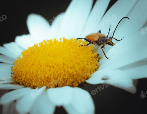 Preview: a bug is on the center of a white daisy blossom