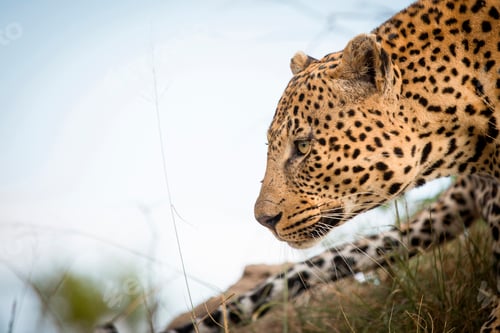 Preview: A side profile of a leopard's head, Panthera pardus, looking away, tail and blue sky in background