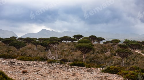 Preview: Unique landscape featuring dragon trees in Socotra under cloudy skies