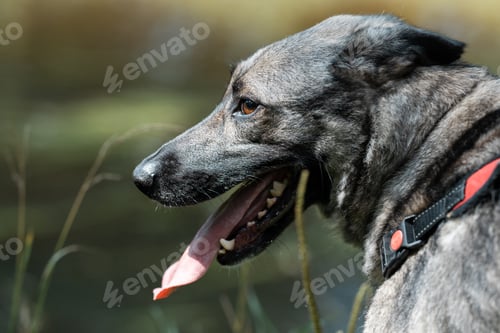 Preview: Close-up portrait of dog with tongue.