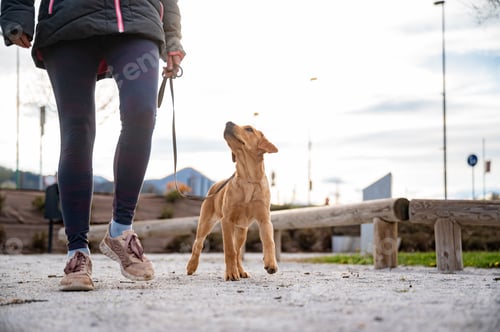 Preview: Low angle view of an owner walking her golden labrador retriever puppy in an urban environment