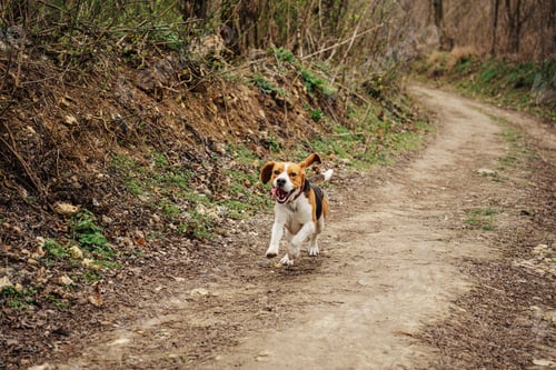 Preview: Cute Beagle Running, Hunting on Country Nature, Outside City, Fresh Spring Grass