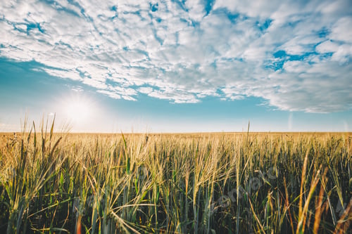 Preview: Summer Sun Shining Above Agricultural Landscape Of Young Green Wheat Field