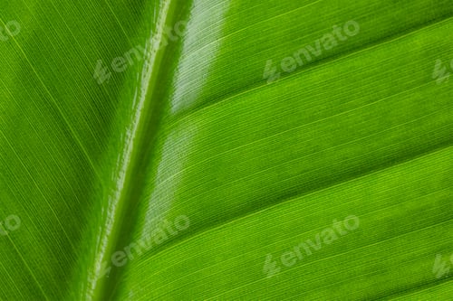 Preview: Green leave texture pattern close up