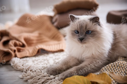 Preview: Cute cat lying on floor at home. Warm and cozy winter
