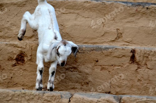 Preview: The Baby Goat