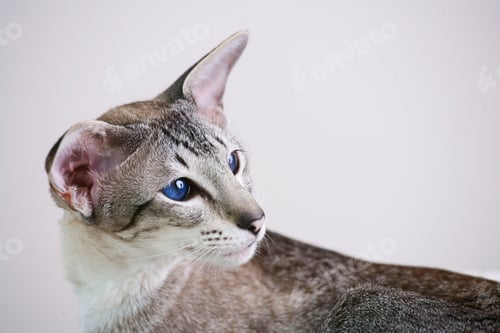 Preview: adorable siamese cat kitten with blue eyes
