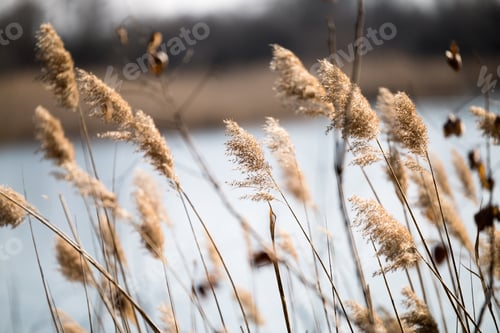 Preview: Picture of plants in front of blue lake