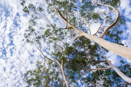 Preview: Below view of Eucalyptus tree