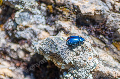 Preview: Closeup of a metallic blue leaf beetle on the rocks