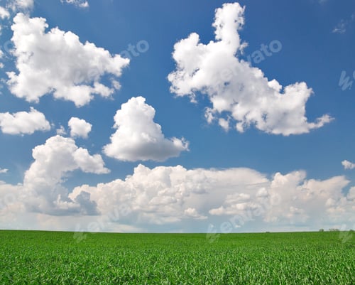 Preview: Field with green wheat and blue sky
