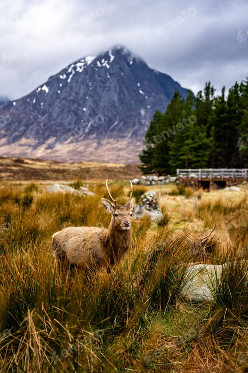 Preview: Vertical closeup of a Red deer in Glencoe, Scotland