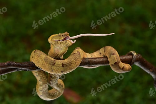 Preview: Craspedocephalus puniceus, venomous viper snake, eating white mouse