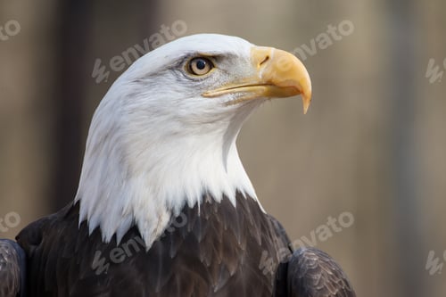 Preview: American Bald Eagle