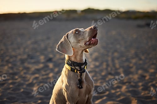 Preview: Funny dog on beach