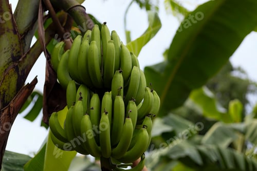 Preview: Green raw bananas on a banana tree