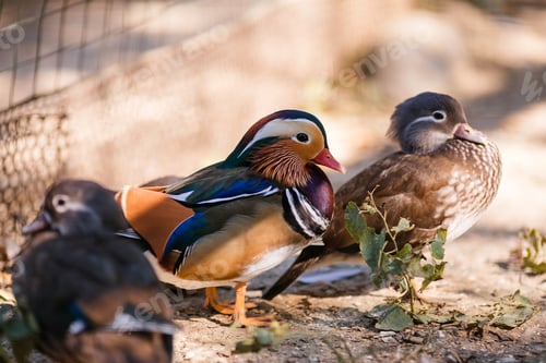 Preview: Ducks on the old farm. Autumn time