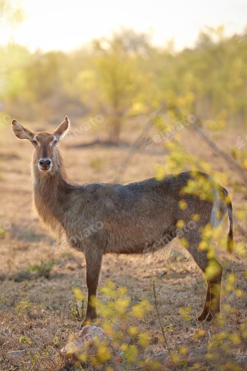 Preview: Hes a wild young buck