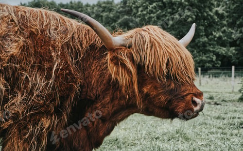 Preview: Scottish Highland Cow in a field on a farm waiting for food