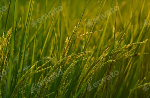 Preview: The rice paddy of organic farm