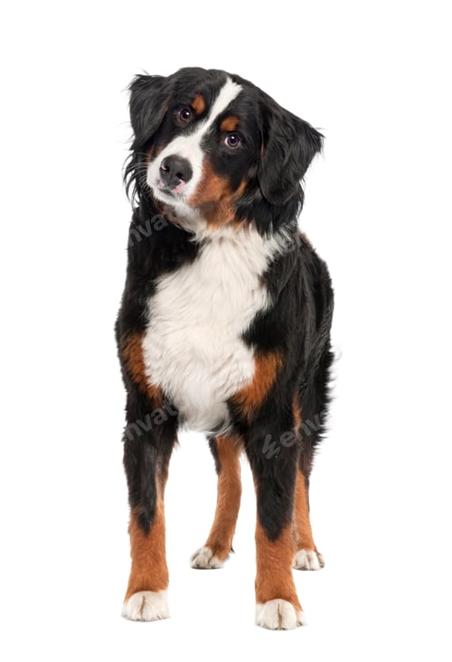 Preview: Bernese mountain dog (14 months old)