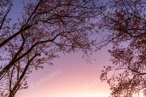 Preview: Closeup of Wild Himalayan Cherry (Prunus cerasoides) or thai sakura flower