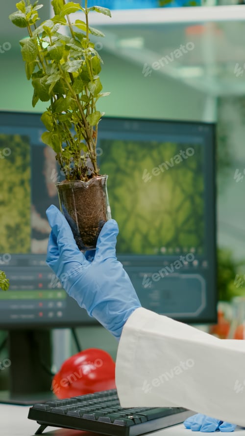 Preview: womanresearcher looking at green sapling comparing with tomato