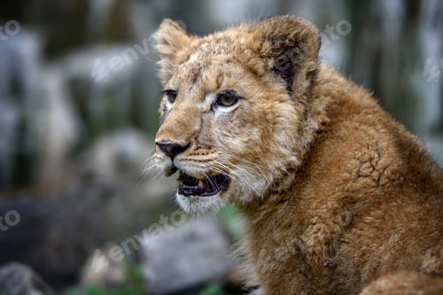 Preview: Close up lion cub portrait. Wildlife scene from nature