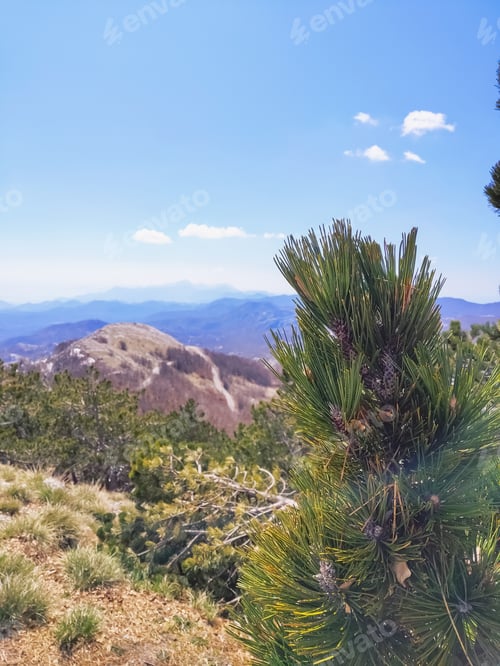 Preview: A green branch of a pine tree in close-up among a beautiful mountain landscape