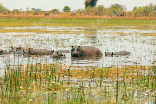 Preview: Hippos swimming in the tranquil waters of Botswana\'s national park during the golden hour of sunset