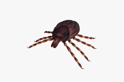 Preview: Hyalomma Tick: Bloodsucking Arachnid