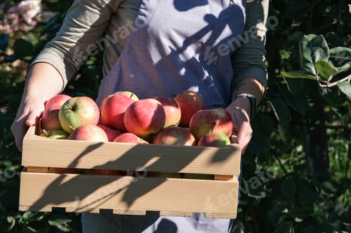 Visualização: Caixa de madeira com maçãs vermelhas maduras nas mãos femininas. Colheita