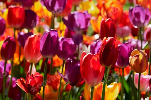 Preview: Blooming tulips flowerbed in Keukenhof flower garden, Netherland
