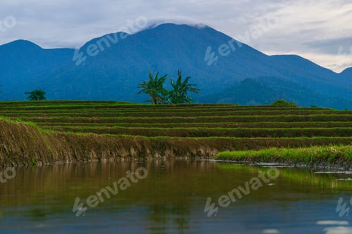 Preview: indonesia beauty landscape paddy fields in north bengkulu natural beautiful morning view from asia